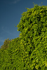 A vibrant photo of a wall covered in lush green ivy leaves, with a clear blue sky in the background, creating a striking natural contrast