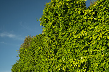 A vibrant photo of a wall covered in lush green ivy leaves, with a clear blue sky in the...