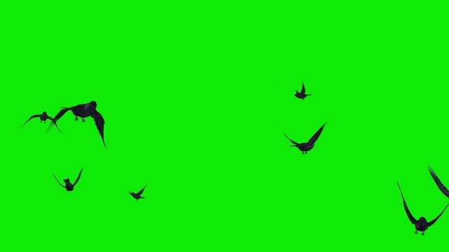 Flock of 10 Black Swifts -Ten Swallow Birds - Flying Around Screen Loop - Realistic 4K UHD 3D animation isolated on chromakey background
