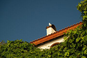 A photo of a seagull perched on a chimney, with a lush green ivy-covered wall in the foreground and a clear blue sky in the background