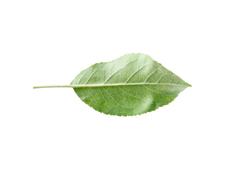 One green apple tree leaf isolated on white