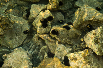 A captivating photo of sea urchins perched on rocks underwater in the sea, highlighting their spiky...