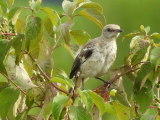 Northern mockingbird living within the woodland forest of the Middle Creek Wildlife Management Area, Lancaster County, Pennsylvania.