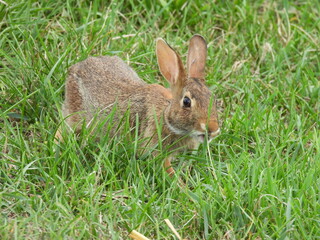 A hungry, eastern cottontail rabbit, grazing on thick strands of lush, green grass, within the grasslands of the Middle Creek Wildlife Management Area, Lancaster County, Pennsylvania.