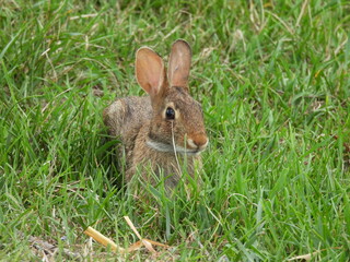 Eastern cottontail rabbit living within the grasslands of the Middle Creek Wildlife Management Area, Lancaster County, Pennsylvania.