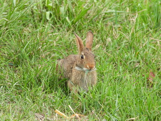 A hungry, eastern cottontail rabbit, grazing on thick strands of lush, green grass, within the grasslands of the Middle Creek Wildlife Management Area, Lancaster County, Pennsylvania.