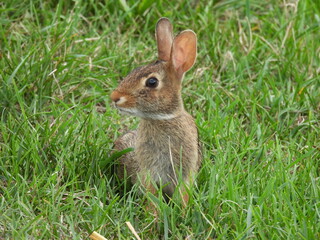 Eastern cottontail rabbit living within the grasslands of the Middle Creek Wildlife Management Area, Lancaster County, Pennsylvania.