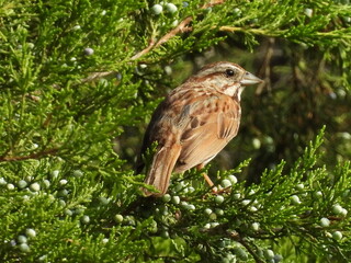 A song sparrow perched in a eastern red cedar juniper, within the Middle Creek Wildlife Management Area, Lancaster County, Pennsylvania.