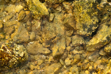 A stunning photo of a crab standing on rocks underwater in the sea, showcasing its natural habitat and intricate details in clear sea water