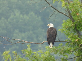 Bald eagle perched in a tree, within the woodland forest of the Middle Creek Wildlife Management...