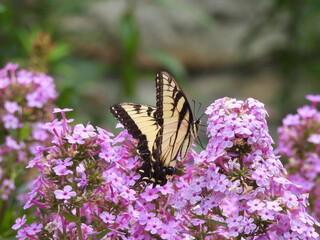 Eastern tiger swallowtail butterfly, sipping nectar from within the blooms of a garden phlox plant. Middle Creek Wildlife Management Area, Lancaster County, Pennsylvania. 