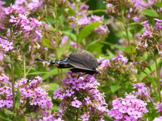 A spicebush swallowtail butterfly, feeding on the nectar within garden phlox, pink flowers, within the Middle Creek Wildlife Management Area, Lancaster County, Pennsylvania.