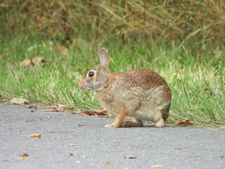 Eastern cottontail rabbit living within the grasslands of the Middle Creek Wildlife Management Area, Lancaster County, Pennsylvania.