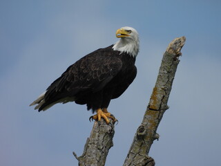A bald eagle enjoying a beautiful summer day, within the Middle Creek Wildlife Management Area, Lancaster County, Pennsylvania. 