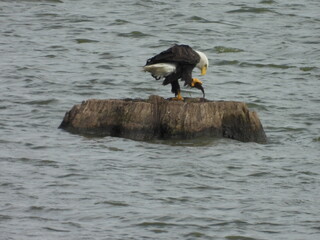 A hungry, bald eagle, ready to feast on a fish it captured with its sharp talons. Middle Creek Wildlife Management Area, Lancaster County, Pernnsylvania.