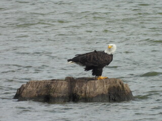 A bald eagle living within the Middle Creek Wildlife Management Area, Lancaster County, Pennsylvania.