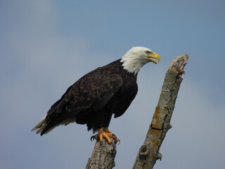 A bald eagle enjoying a beautiful summer day, within the Middle Creek Wildlife Management Area, Lancaster County, Pennsylvania. 