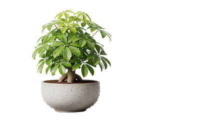 Obraz premium Lush Green Schefflera Arboricola Plant in a White Pot with Water Droplets