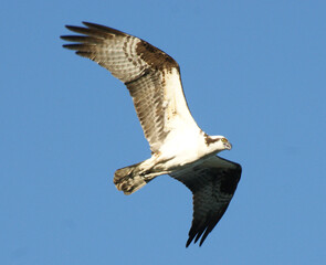Osprey