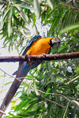 Blue and Gold Macaw, Tropical Beauty on a Branch