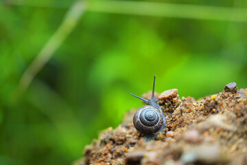 Small brown snail closeup on stone in summer green background