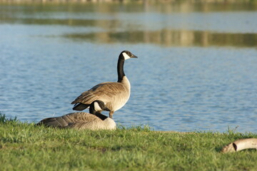 Canadian Geese