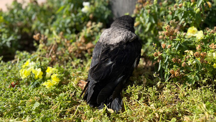 A baby crow is lying on the grass. wet chick basking in the sun High quality photo