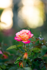 rose in the garden