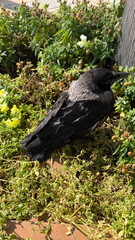 A baby crow is lying on the grass. wet chick basking in the sun High quality photo