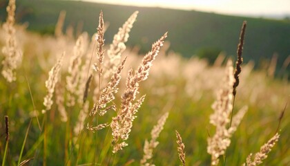 Fototapeta premium Cinematic field of tall grass swaying in wind, golden light and soft shadows. Calm, detailed, and nostalgic.