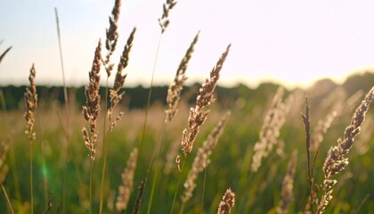 Fototapeta premium Cinematic field of tall grass swaying in wind, golden light and soft shadows. Calm, detailed, and nostalgic.