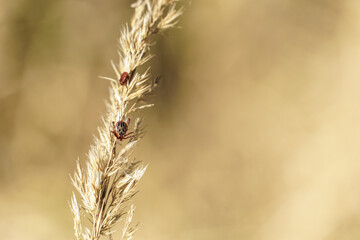 Obraz premium A tick on the grass in the forest. Dangerous insects are carriers of pathogens. A Mite in the forest.