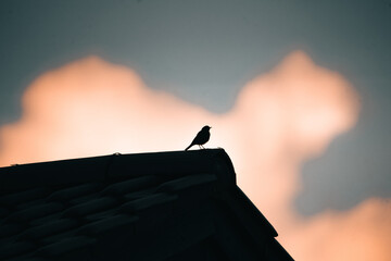 A bird sitting on a roof during sunset