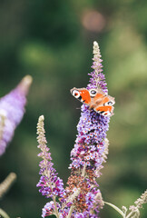 Butterfly sitting on a flower