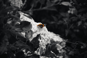 Butterfly sitting on a flower