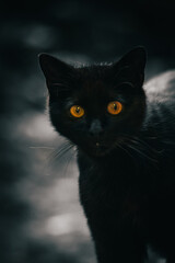 A cat with orange eyes staring into the camera