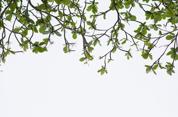 green leaves background