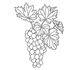 Line drawing of a bunch of grapes with detailed drawn leaves. for coloring books, food-themed juice production designs, wine labels and wine-themed designs.