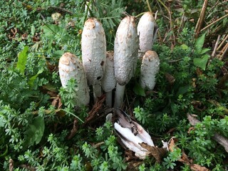 mushrooms on a tree