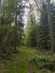 Obraz premium footpath in the forest