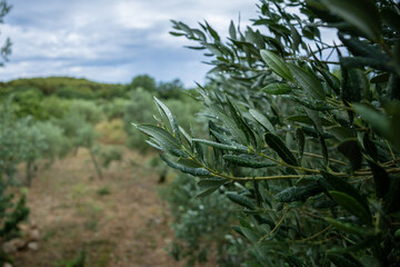 Dew-kissed olive leaves glisten under a soft, cloudy sky, nestled within a serene grove surrounded by rolling green hills. This tranquil scene captures the quiet beauty of nature, offering a peaceful