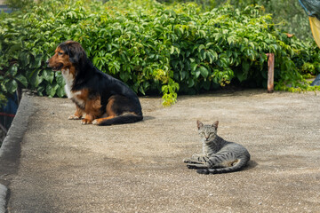 A loyal dog and curious cat share a quiet moment on a concrete path, framed by lush greenery. Their peaceful coexistence adds a touch of harmony to a simple, sunlit afternoon.
