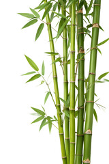 Fresh green bamboo stalks with detailed leaves, natural plant cutout isolated on transparent background for design