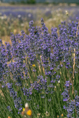 Gros plans sur brins de Lavande en Provence 