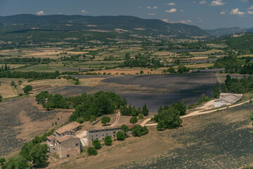 Champs de Lavande et vue sur le Mont Ventoux en Provence 