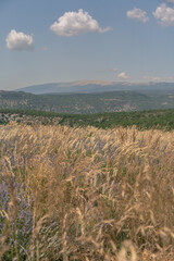 Champs de Lavande et vue sur le Mont Ventoux en Provence 