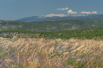 Champs de Lavande et vue sur le Mont Ventoux en Provence 