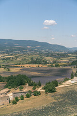 Champs de Lavande et vue g&eacute;n&eacute;rale de la Provence 