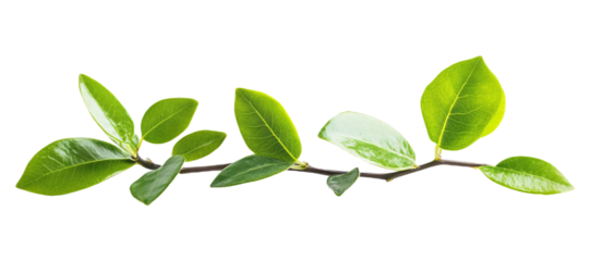 Profit Margin for Business Performance and Financial Health - Isolated on White Background