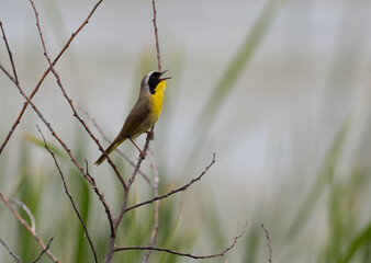 A common yellowthroat sings while perched on a branch in summer